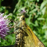 Бабочка Толстоголовка запятая (Hesperia comma) :: Генрих Сидоренко