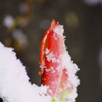 языки огненного цветка из-под снежного покрывала :: Светлана Скирта