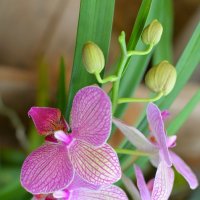 Орхидеи. :: Ольга 
