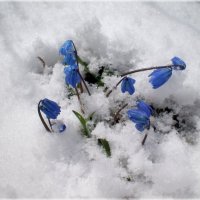 Пролески в снегу :: Татьяна Пальчикова