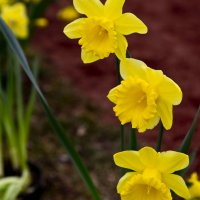 Daffodils :: Яков Геллер