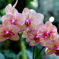 Симфония орхидей... :: Виктория 