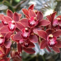 Симфония орхидей :: Виктория 
