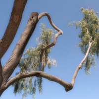 Причудливое дерево :: Алла Шапошникова