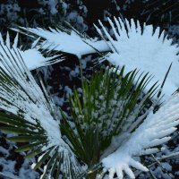 снег на пальме :: Stas Beloglazov
