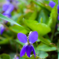 Цветы лилово-синие, как капельки чернил... :: Марина Захарова