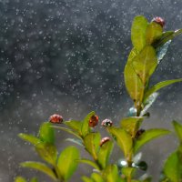 Весенний дождик :: Даша Вершинина