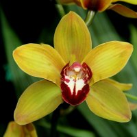 Симфония орхидей. :: Виктория 