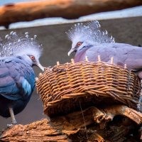 Венценосный голубь (она же - синяя птица удачи) :: Надежда Горох (Красненкова)
