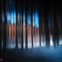 Таинственный лес :: Валерий Зонов