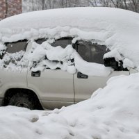 подснежник :: Наталья Василькова