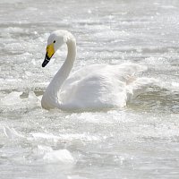 А белый лебедь на пруду... :: Елена 
