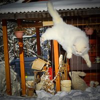 летающий кот :: Денис Шевчук