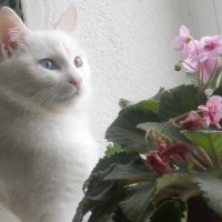 Кот в ожидании весны :: алексей затеев