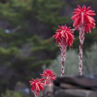 цветение кактусов :: liudmila drake