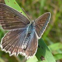 Бабочка Голубянка аргус (Poliommatus argus) :: Генрих Сидоренко