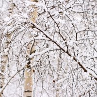 Апрельский снег :: Валерий Бочкарев