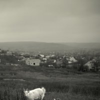 Белые козы :: Ильгам Кильдеев