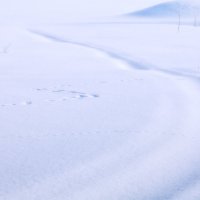 Про следы на снегу... :: Александр Никитинский