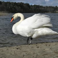 Лебедь-шипун весной (8) :: Сергей Садовничий