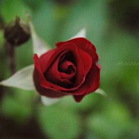rose :: Марія -