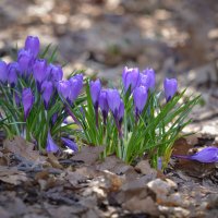 Зацвели крокусы - значит  пришла весна! :: Тамара Листопад