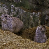 Луговые собачки :: Андрей Качин