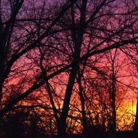 закат сквозь деревья :: Олеся Ханина