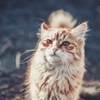 Рыжий кот. :: Кенгуру Урбанистический