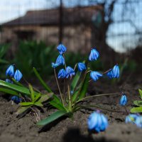 Весенние цветы :: Виталий Кабицкий