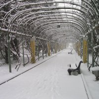 редкий снегопад в Сочи :: Александр Гарро 