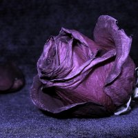 Упала роза... :: Гузель Т