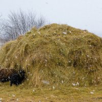 Заправка :: Анатолий Юдин