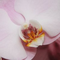 Орхидея :: Юлия Семашко