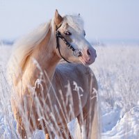 Конь рассвета. :: Сергей 