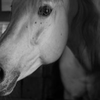 Лошадь :: ирина шалагина