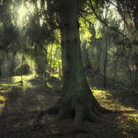 Загадочный лес :: Anna Sigida