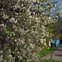 Весна пришла, весне дорогу! :: Катерина Фролова