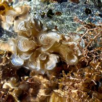 Кусочек богатого подводного мира Красного моря. :: Марина Шубина