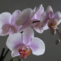 орхидеи :: Ирина К