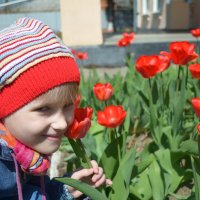тюльпаны :: Наташа Муртазаева