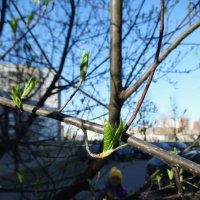 Взмахнув крылом,расправив крылья ... :: Наталья Полочанка