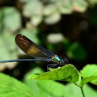 12.04.14 Стрекозка Calopteryx syriaca - Красотка сирийская :: Борис Ржевский