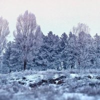 Тайна зимнего леса :: Алёна Дягелева
