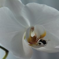 Пчела :: Александра Губина