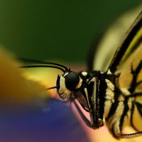 Мир бабочек :: Елена Федорова