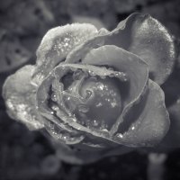 Роза.. :: Alen Creative