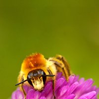 одиночная пчела :: Aleksey Bibin