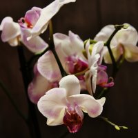 орхидея :: Анна Маркина