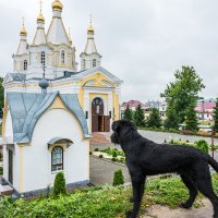 Помолиться, что ли, за жизнь свою собачью?!. :: Игорь Сидорук